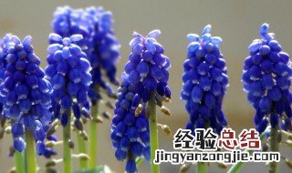葡萄风信子百科 葡萄风信子的传说