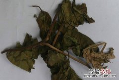 臭梧桐 臭梧桐叶