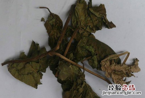 臭梧桐 臭梧桐叶