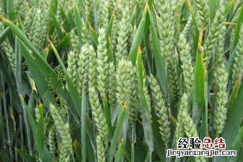 丰德存麦20品种简介 丰德存麦20品种介绍