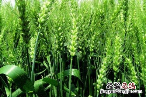 丰德存麦20品种简介 丰德存麦20品种介绍