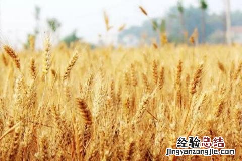 丰德存麦20品种简介 丰德存麦20品种介绍