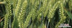 洛麦26品种介绍 洛麦26产量多少斤