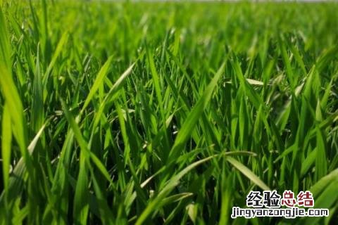 洛麦26品种介绍 洛麦26产量多少斤