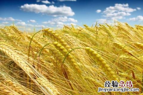 洛麦26品种介绍 洛麦26产量多少斤