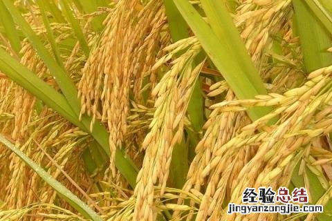 黄金苗k1 金苗k1品种介绍