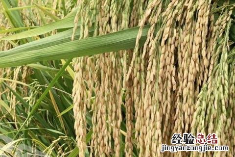 黄金苗k1 金苗k1品种介绍