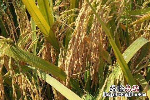 黄金苗k1 金苗k1品种介绍