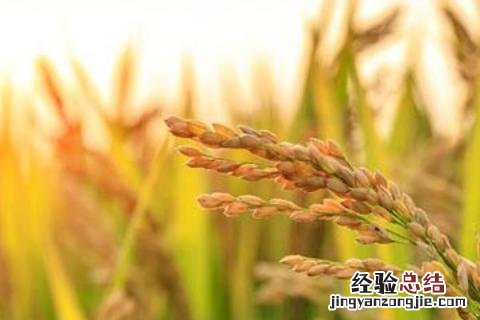 荃两优1606产量 荃两优1606品种介绍