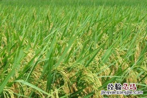 荃两优1606产量 荃两优1606品种介绍