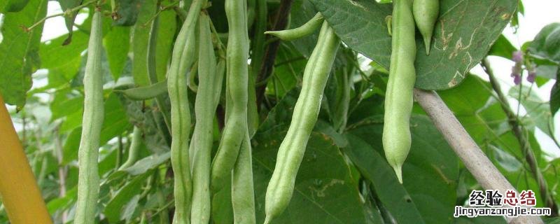亩产万斤的四季豆品种，四季豆什么时候种比较好