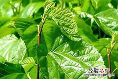 桑枝煮水喝的功效与作用 桑枝