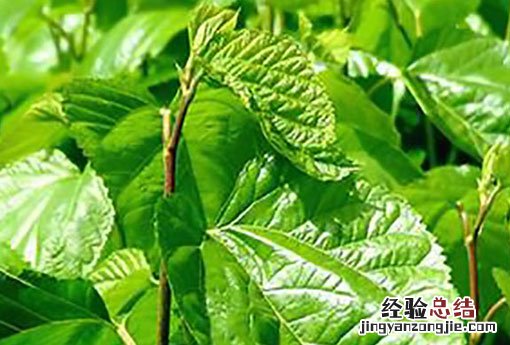 桑枝煮水喝的功效与作用 桑枝