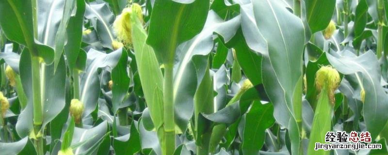 正大659玉米种子简介 正大659玉米种特征，附简介