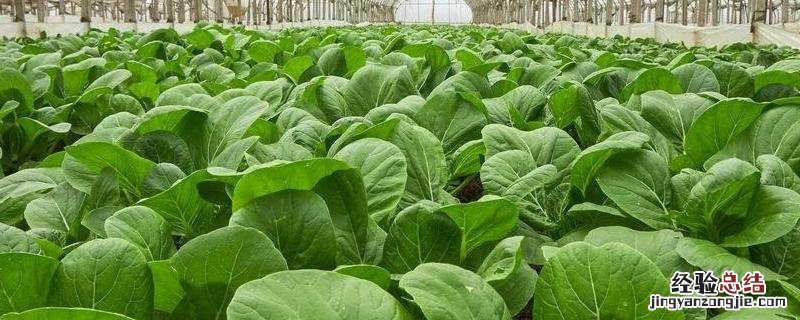 绿色食品种植企业现场检查程序和主要环节，种植绿色食品政府支持吗