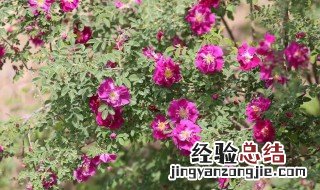 苦水 玫瑰 苦水玫瑰的传说