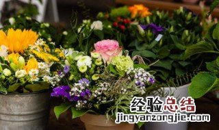 欧石楠的传说 欧石楠的花语及传说