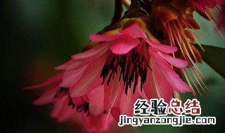 荷花有什么传说 红花荷的传说