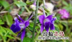 还亮草的传说 还亮草别名