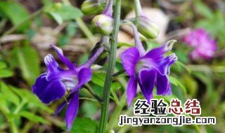 还亮草的传说 还亮草别名