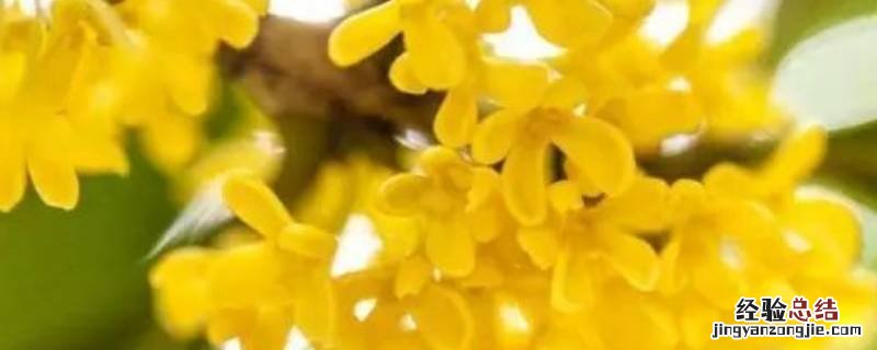 看桂花是什么节日 赏桂花是什么节日的风俗