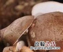 香菇的功效与作用 香菇的功效与作用、禁忌和食用方法