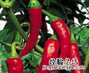 哪些人不能吃辣椒和大蒜 哪些人不能吃辣椒