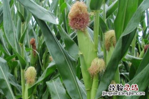 辽单585玉米品种 辽单585玉米品种联系方式