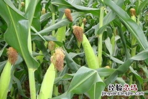 辽单585玉米品种 辽单585玉米品种联系方式