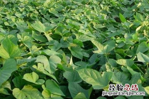 济薯25品种介绍 济薯25品种介绍及图片