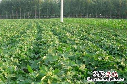 济薯25品种介绍 济薯25品种介绍及图片