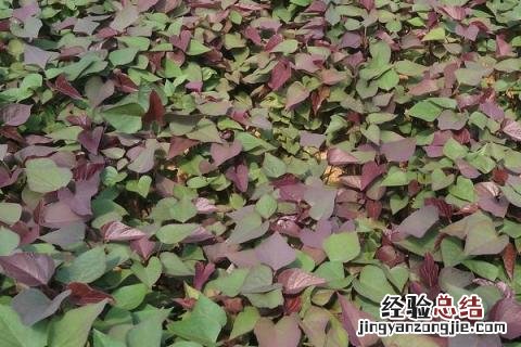 济薯25品种介绍 济薯25品种介绍及图片