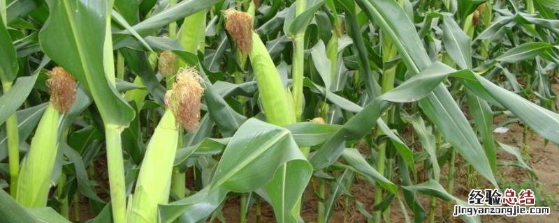 豫单9953玉米种特征特性，附简介 豫单9953玉米种哪里有卖