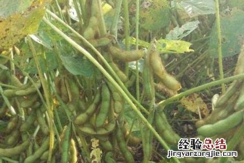 吉育86 大豆品种 吉育86
