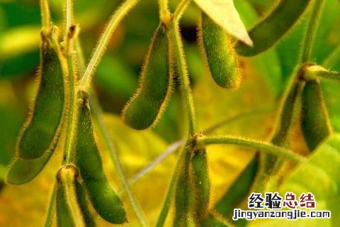 吉育86 大豆品种 吉育86