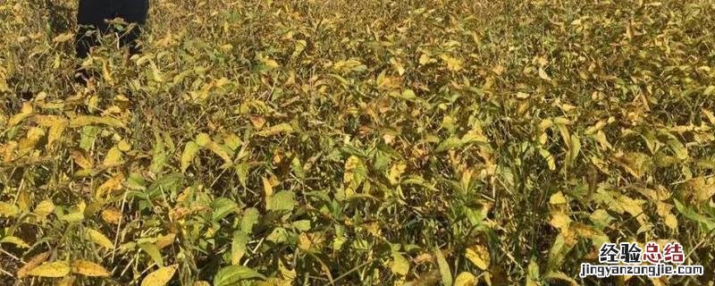 吉育86 大豆品种 吉育86