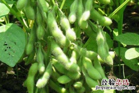 吉育86 大豆品种 吉育86