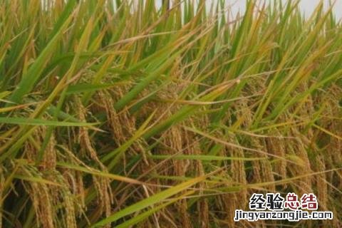 佳二优1088水稻品种简介 佳两优1088品种介绍