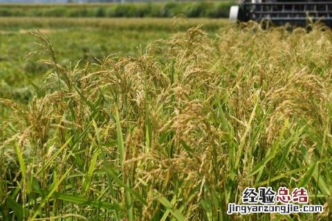 佳二优1088水稻品种简介 佳两优1088品种介绍