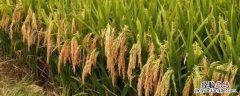 佳二优1088水稻品种简介 佳两优1088品种介绍