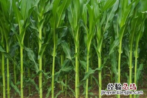 2300积温玉米新品种 2100到2200积温玉米品种