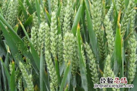 濮麦8062品种介绍 濮麦087小麦品种简介