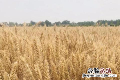 濮麦8062品种介绍 濮麦087小麦品种简介