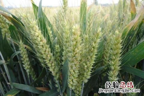 濮麦8062品种介绍 濮麦087小麦品种简介