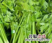 常吃芹菜可以预防什么疾病 芹菜能治病