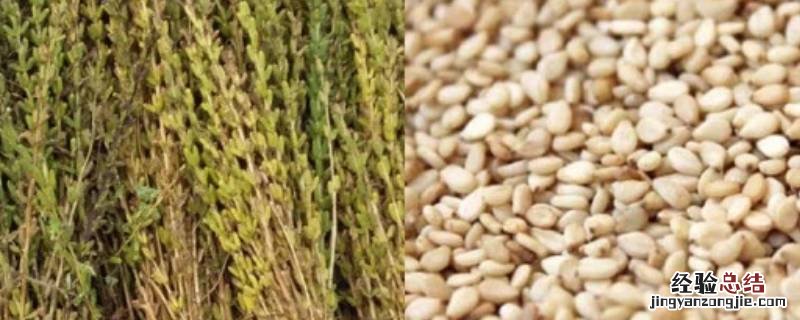 芝麻放保鲜还是冷冻 熟芝麻放冷藏还是冷冻