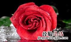 玫瑰花瓣怎么养才不会枯萎呢 玫瑰花瓣怎么养才不会枯萎