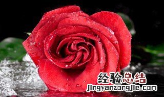玫瑰花瓣怎么养才不会枯萎呢 玫瑰花瓣怎么养才不会枯萎