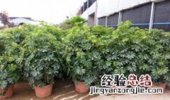 摇钱树怎么种 摇钱树怎么种次数最多