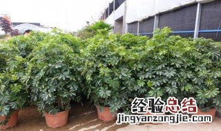 摇钱树怎么种 摇钱树怎么种次数最多